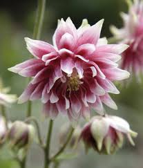 Image result for Aquilegia vulgaris