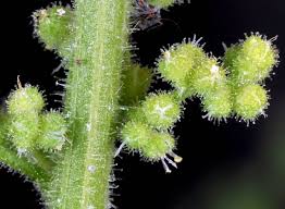 Image result for Chenopodium botrys