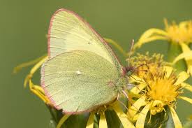 Attēlu rezultāti vaicājumam “Colias palaeno”