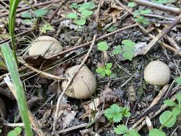 Attēlu rezultāti vaicājumam “Pucciniastrum areolatum”