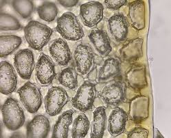 Attēlu rezultāti vaicājumam “Mylia anomala”