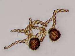 Attēlu rezultāti vaicājumam “Fossombronia wondraczekii spores”