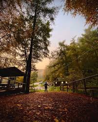 Image result for Go Ape! Dalby