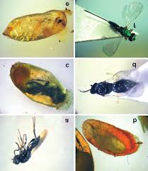 Attēlu rezultāti vaicājumam “Lasioptera rubi”