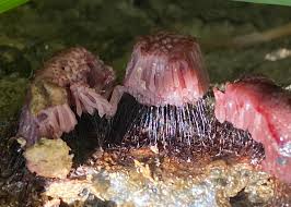 Attēlu rezultāti vaicājumam “Stemonitis lignicola stalked”