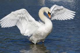 Image result for South Yorkshire Swans
