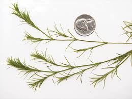 Attēlu rezultāti vaicājumam “Najas flexilis”