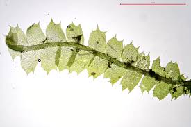 Attēlu rezultāti vaicājumam “Lophocolea minor”