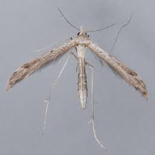 Attēlu rezultāti vaicājumam “Pterophoridae”