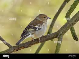 Attēlu rezultāti vaicājumam “Fringilla coelebs female”