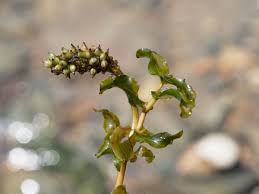 Attēlu rezultāti vaicājumam “Potamogeton perfoliatus”