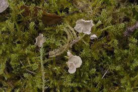 Attēlu rezultāti vaicājumam “Arrhenia retiruga”