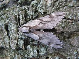 Attēlu rezultāti vaicājumam “Sphinx pinastri”