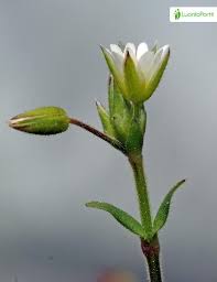 Attēlu rezultāti vaicājumam “Cerastium holosteoides fruit”