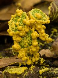 Attēlu rezultāti vaicājumam “Leocarpus sp.”