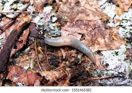 Attēlu rezultāti vaicājumam “Krynickillus melanocephalus”