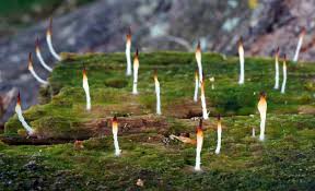 Attēlu rezultāti vaicājumam “Multiclavula mucida”