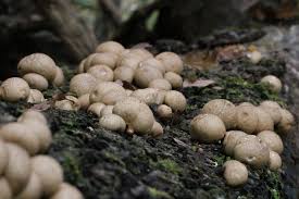 Attēlu rezultāti vaicājumam “Lycoperdon pyriforme”