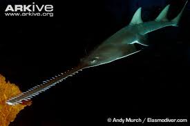 Image result for Pristis pristis