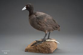 Attēlu rezultāti vaicājumam “Fulica atra”