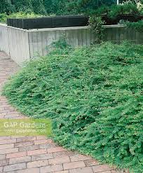 Attēlu rezultāti vaicājumam “Symphoricarpos x chenaultii”