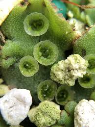 Attēlu rezultāti vaicājumam “Marchantiopsida”