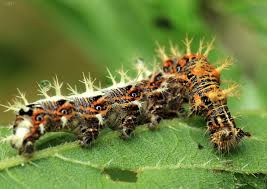 Attēlu rezultāti vaicājumam “Polygonia c-album larva”