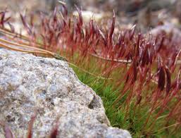 Attēlu rezultāti vaicājumam “Anomodon attenuatus sporophyte”