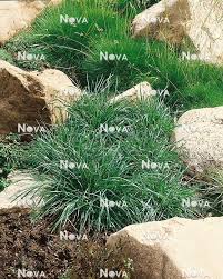 Attēlu rezultāti vaicājumam “Sesleria caerulea”