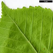 Attēlu rezultāti vaicājumam “Aesculus hippocastanum leaf”