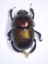 Attēlu rezultāti vaicājumam “Aphodius subterraneus”