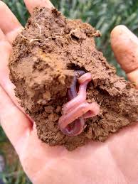 Attēlu rezultāti vaicājumam “Lumbricus terrestris”