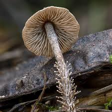 Attēlu rezultāti vaicājumam “Diderma roanense spores”