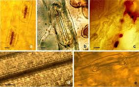 Attēlu rezultāti vaicājumam “Dianema nivale spores”