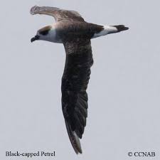 Image result for Pterodroma hasitata