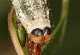 Attēlu rezultāti vaicājumam “Tetheella fluctuosa”