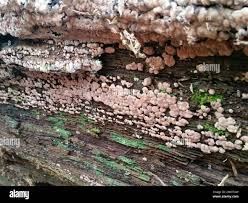 Attēlu rezultāti vaicājumam “Xylobolus frustulatus”