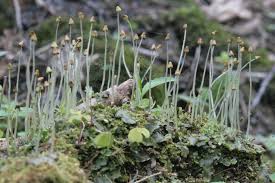 Attēlu rezultāti vaicājumam “Conocephalum”