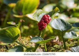 Attēlu rezultāti vaicājumam “Calla palustris fruit”