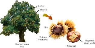 Attēlu rezultāti vaicājumam “Castanea sativa  fruit”