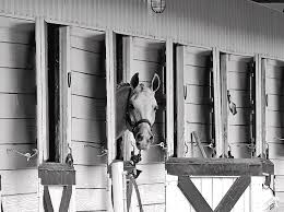 Image result for Carman Stables