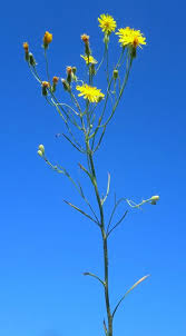 Attēlu rezultāti vaicājumam “Crepis tectorum flower”