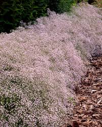 Attēlu rezultāti vaicājumam “Gypsophila paniculata flower”