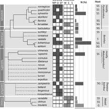 Attēlu rezultāti vaicājumam “Psithyrus sylvestris”