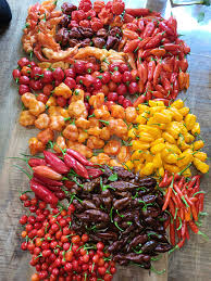 Afbeeldingsresultaat voor paper lantern hot pepper