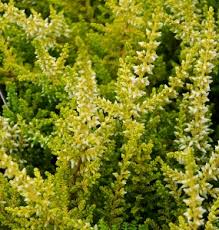 Attēlu rezultāti vaicājumam “Calluna vulgaris bud”