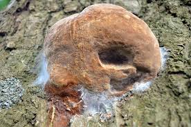 Attēlu rezultāti vaicājumam “Phellinus robustus”