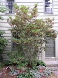 Attēlu rezultāti vaicājumam “Enkianthus campanulatus flower”