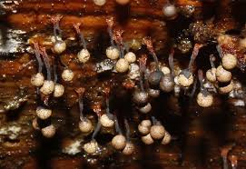 Attēlu rezultāti vaicājumam “Lycogala ustulatum macro”