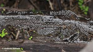 Attēlu rezultāti vaicājumam “Stemonitopsis typhina”